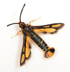 Cabomina flavivertex