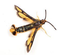 Cabomina flavivertex