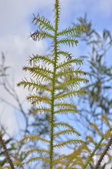 Araucaria columnaris