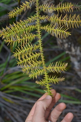 Araucaria columnaris