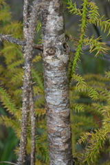 Araucaria columnaris