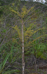 Araucaria columnaris