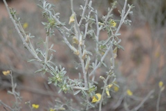 Calobota cinerea