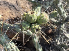 Cylindropuntia molesta