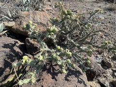Cylindropuntia molesta