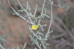 Calobota cinerea