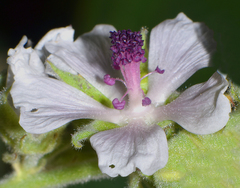 Althaea