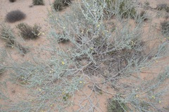 Calobota cinerea