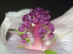 Althaea