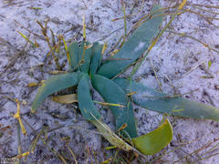 Ammocharis longifolia