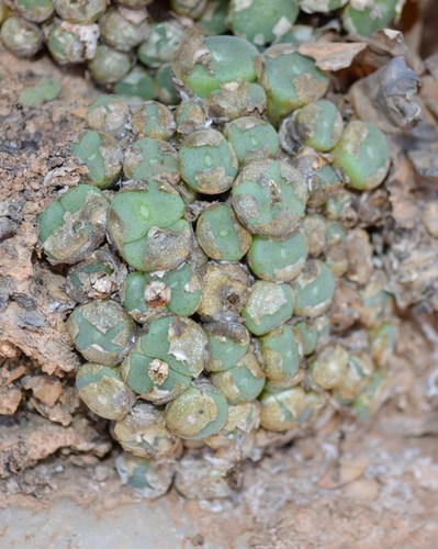 Conophytum bolusiae