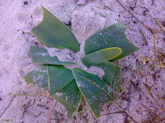 Ammocharis longifolia
