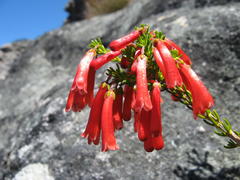 Erica haematosiphon