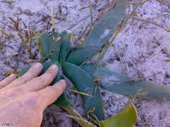 Ammocharis longifolia