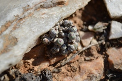 Conophytum breve