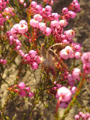 Erica vanheurckii