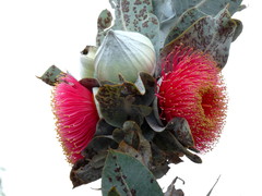 Eucalyptus macrocarpa