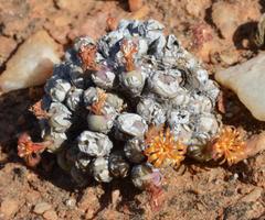Conophytum breve