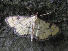 Goniorhynchus