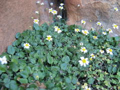 Felicia cymbalariae