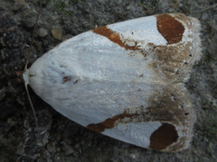 Sphragifera biplagiata