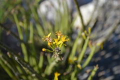 Senecio junceus