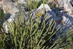 Senecio junceus