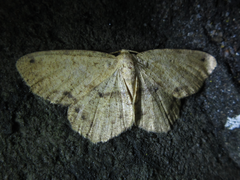 Microcalicha invenustaria