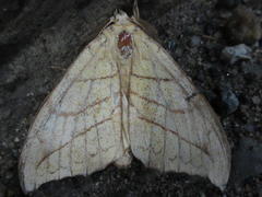 Gangarides coreanus