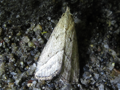 Schrankia separatalis