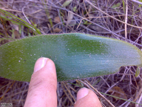 Haemanthus pubescens