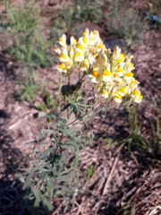 Linaria acutiloba