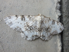 Ophthalmitis albosignaria