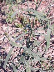 Linaria acutiloba
