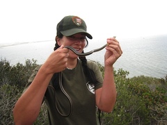 Masticophis lateralis lateralis