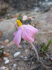 Gethyllis verticillata