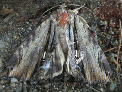 Ercheia niveostrigata