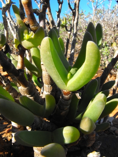 Mitrophyllum clivorum Schwantes 3