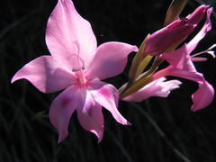 Gladiolus inflatus
