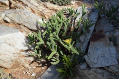 Mitrophyllum clivorum