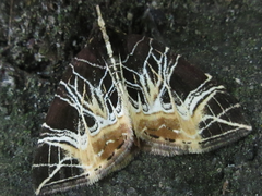 Evecliptopera illitata