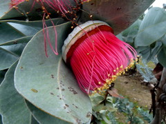 Eucalyptus macrocarpa