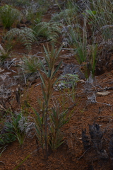 Montrouziera sphaeroidea