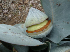 Eucalyptus macrocarpa