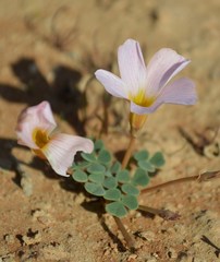 Oxalis sonderiana