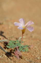 Oxalis sonderiana
