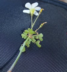 Oxalis campylorrhiza