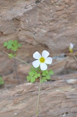 Oxalis campylorrhiza