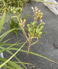 Cakile edentula edentula