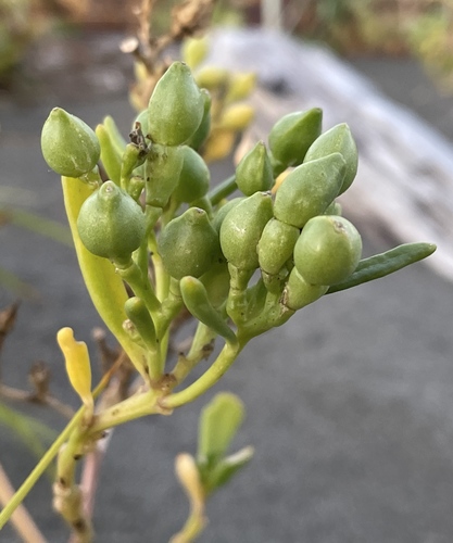 Cakile edentula ssp. edentula